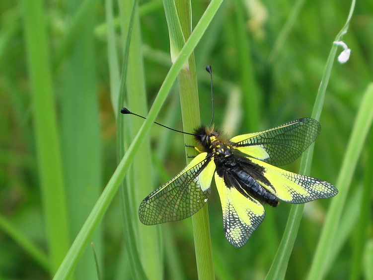 Libelloides coccajus